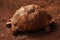 A leopard tortoise with a damaged shell in the Giraffe Center in Nairobi, Kenya