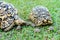 The Leopard Tortoise family on the grass ground at the park