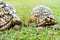 The Leopard Tortoise family on the grass ground at the park