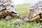 The Leopard Tortoise family on the grass ground at the park