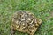 The Leopard Tortoise family on the grass ground at the park