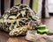 Leopard tortoise - Geochelone pardalis - eating cucumber, animal