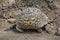 Leopard tortoise in the muddy terrain in Tanzania