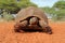 Leopard tortoise in natural habitat