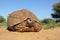 Leopard tortoise in natural habitat