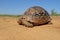 Leopard tortoise in natural habitat