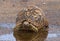 Leopard Tortoise Near Water Puddle