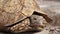 Leopard tortoise peeking from its shell