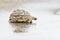 Leopard tortoise in the rain