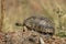 Leopard Tortoise seen crossing the safari trail at Masai Mara, Kenya