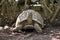 Leopard Tortoise in the Shade