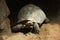 Leopard tortoise (Stigmochelys pardalis).