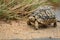 Leopard tortoise (Stigmochelys pardalis)