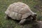 Leopard tortoise Stigmochelys pardalis.