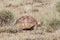Leopard tortoise Stigmochelys pardalis in the Awash National Park in Ethiopia