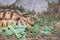 Leopard tortoise Stigmochelys pardalis on a green lawn eating vegetables