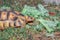 Leopard tortoise Stigmochelys pardalis on a green lawn eating vegetables