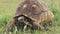 Leopard Tortoise Walking Slowly At The Grassland In The Wilderness In Kenya - Cl