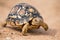 Leopard tortoise walking slowly on sand with protective shell