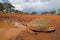 Leopard tortoise at a waterhole