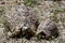 Leopard Tortoises In Serengeti