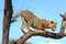 Leopard on Tree