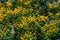 Leopard tree bloom yellow flower among green leaf