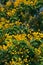 Leopard tree bloom yellow flower among green leaf