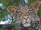 Leopard in a tree close up