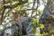 Leopard on a tree. The leopard hides from solar hot beams on a tree. The leopard (Panthera pardus)