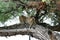 Leopard on a tree in Savuti National Park Botswana