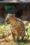 Leopard in in Trivandrum, Thiruvananthapuram Zoo Kerala India