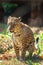 Leopard in in Trivandrum, Thiruvananthapuram Zoo Kerala India