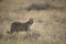 A leopard in the veld.