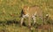 leopard walking across the plains