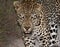 Leopard walking along a road at night