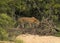 Leopard walking in the brush