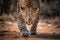 a leopard walking on a dirt road , Generative AI