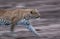 Leopard walking during dusk, a panning shot, Masai Mara