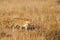 Leopard walking in grass