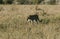 Leopard walking through grass