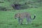 Leopard walking in the grasslands