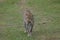 Leopard walking in the grasslands