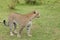 Leopard walking in the grasslands