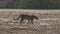 Leopard walking on the sand near river