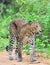 Leopard walking on a sand road. The Sri Lankan leopard Panthera pardus kotiya. Yala national Park. Sri Lanka