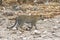 Leopard walking in steppe of Etosha Park