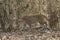 Leopard walking at Tadoba Tiger reserve Maharashtra,India