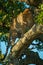 Leopard walks along diagonal branch looking down