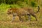 Leopard walks along grassy bank heading left